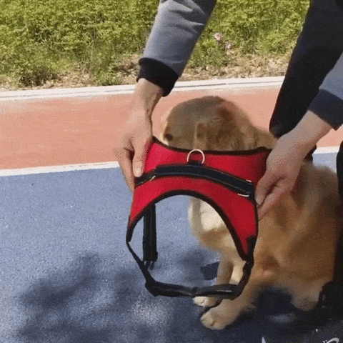 Arnés ajustable para perro y gato